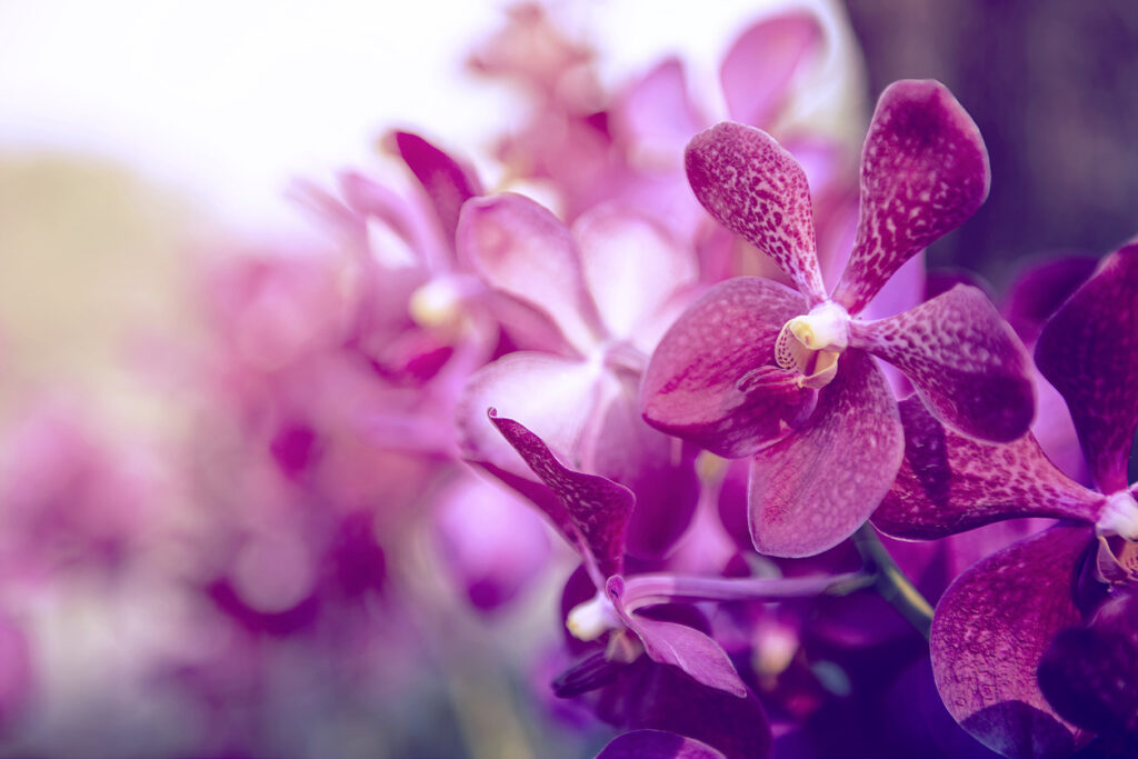 De Orchideeën Hoeve